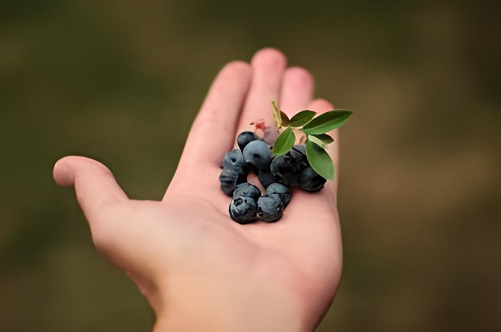 Blueberry Benefits Khane Ke Fayade